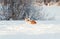 Cute red puppy Corgi funny catches shimmering soap beautiful bubbles in white snow in winter Sunny Park