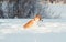 Cute red puppy Corgi funny catches shimmering soap beautiful bubbles in the winter Sunny Park deftly jumping in white snowdrifts