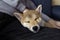 Cute red puppy Shiba Inu dog, lying on man lap. Close-up trust, calm, care, friendship, love concept, comfortable moments of life