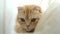 A cute red Scottish fold cat with big brown eyes closeup indoors. Portrait of a cat with blurred background. Pet friend