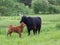 Cute red Scottish Highland calf standing in profile close to its dark mother in a field