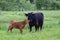 Cute red Scottish Highland calf standing in profile nuzzling its dark motherâ€™s nose in a field