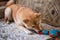 Cute red Shiba inu dog playing with a toy duck on the couch at home. Close-up. Happy cozy moments of life.