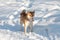 Cute red shiba inu dog in red collar standing on snow in sunny winter day.