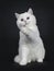 Cute red silver shaded cameo point British Shorthair ,Isolated on black background.