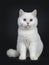 Cute red silver shaded cameo point British Shorthair ,Isolated on black background.