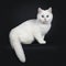 Cute red silver shaded cameo point British Shorthair ,Isolated on black background.