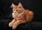 Cute red solid maine coon kitten lying on cover with beautiful b