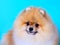 Cute red Spitz dog on a blue background close-up