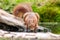 This cute red squirrel drinking water.