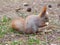 Cute red squirrel eating apple fruit human-like and posing in th