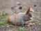 Cute red squirrel eating apple fruit human-like and posing in th