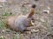 Cute red squirrel eating apple fruit human-like and posing in th