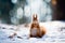 Cute red squirrel eats a nut in winter scene