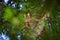 Cute red squirrel hidden in branches on coniferous tree