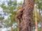 Cute red squirrel hiding apple in bark of the tree