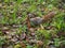 A cute red squirrel jumping on the green grass of the forest