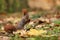 Cute red squirrel with long pointed ears eats a nut in autumn orange scene with nice deciduous forest in the background, Sciurus v