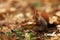 Cute red squirrel with long pointed ears eats a nut in autumn orange scene with nice deciduous forest in the background, Sciurus v