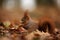 Cute red squirrel with long pointed ears eats a nut in autumn orange scene with nice deciduous forest in the background, Sciurus v