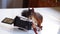 Cute red squirrel playing with a vintage camera on a table