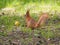 Cute red squirrel posing near apple