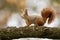 Cute red squirrel sitting on branch in autumn nature.