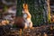 Cute red squirrel watches forest warily