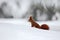 Cute red squirrel in winter scene with snow blurred forest in the background