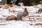 Cute red squirrrel sitting on a snow and eating seeds in winter