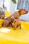 Cute Red Staffordshire Bull Terrier staffbull puppy in the pool