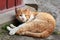 Cute red stray cat lying on the ground, homeless animal theme