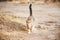 Cute red striped mongrel cat is walking along a rural road