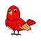 Cute red suffusion lovebird cartoon