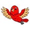 Cute red suffusion lovebird cartoon flying