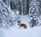 A cute red welsh corgi pembroke puppy dog walking along a snow covered path against the backdrop of a frosty winter