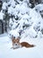 A cute red welsh corgi pembroke puppy dog walking along a snow covered path against the backdrop of a frosty winter