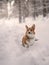 A cute red welsh corgi pembroke puppy dog walking along a snow covered path against backdrop of a frosty winter forest