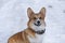 cute red welsh corgi pembroke puppy dog walking along a snow-covered path . Looking into the camera.