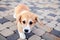 Cute red welsh corgi pembroke puppy walk outdoor, run, having fun in white snow park, winter forest. Concept purebred dog,