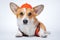 Cute red and white corgi lays on the floor, wearing bright orange safety construction helmet  on white background.Guest worker