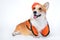 Cute red and white corgi sit on the floor, wearing bright orange safety construction helmet, smiling, sticking out his tongue on