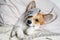 Cute red and white corgi sleeps on the bed on its back. Head on the pillow, covered by blanket, eyes mask. Close up portrait of