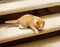 Cute red and white kitten sneaking down the stairs in house. Selective focus