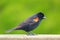 Cute Red Winged black bird