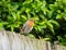 Cute redbreast bird on a fence