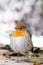 Cute redbreast sitting in the snow