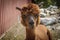 Cute reddish brown alpaca.