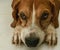 Cute reddish brown Beagle lying thoughtfully on the floor