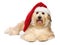 Cute reddish Christmas Havanese puppy dog with a Santa hat